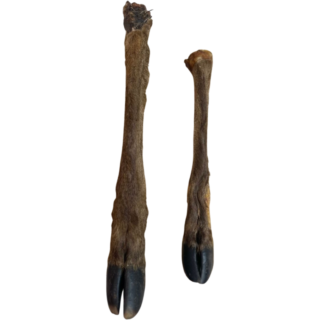 Large Hairy Deer Leg
