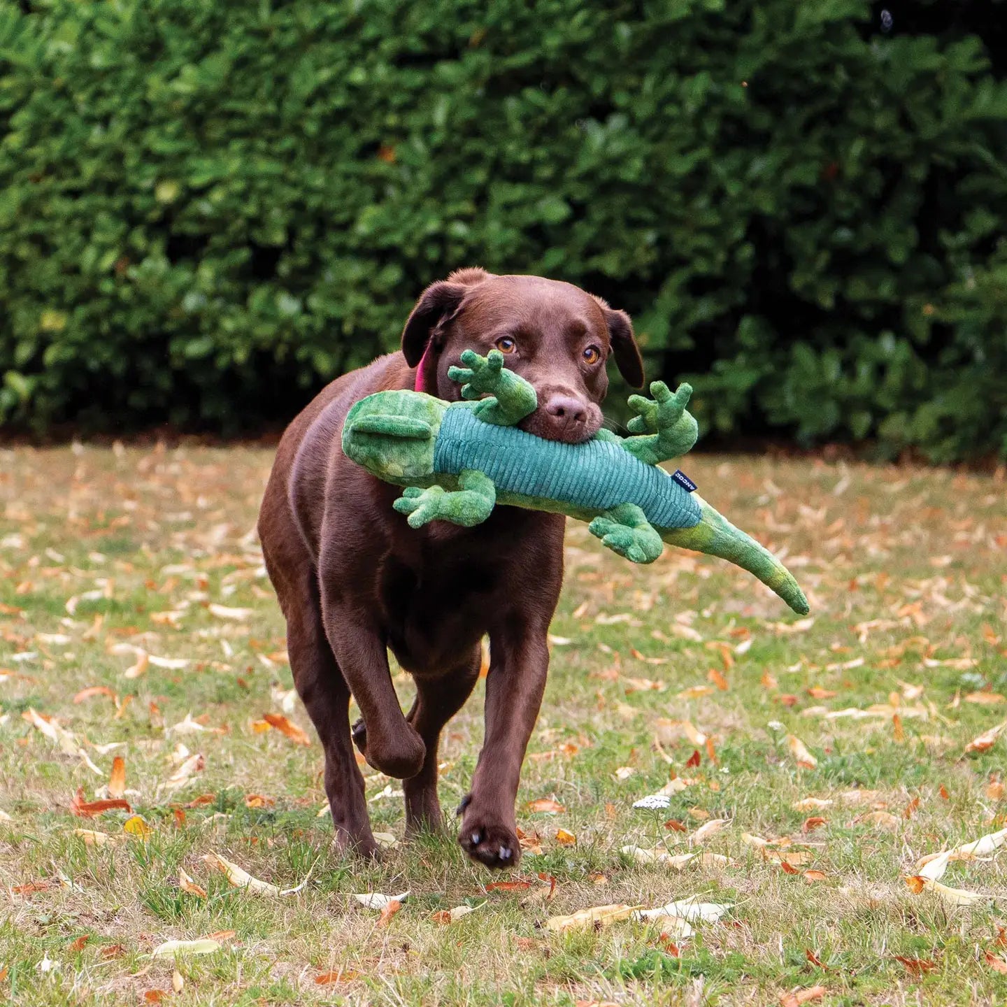 Playtime For Dogs Cuddle Lizard