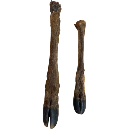 Large Hairy Deer Leg