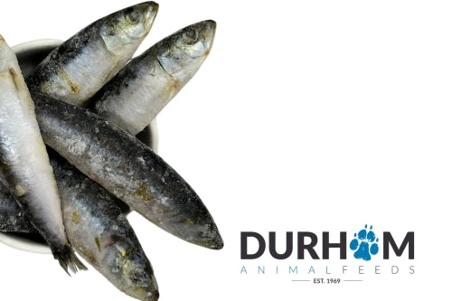 Frozen Sardines 1kg