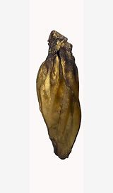 Buffalo Ear