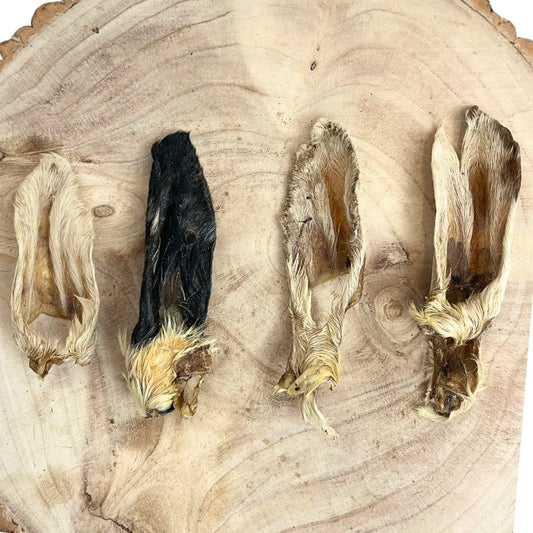 Hairy Lamb Ear