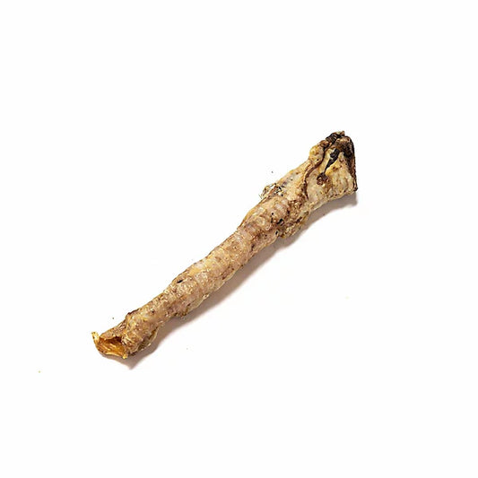 Lamb Trachea 1pc